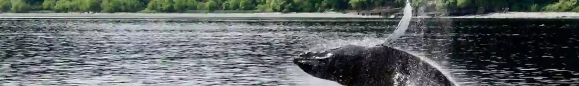 Gettyimages 562437743 A Juvenile Humpback Whale Canada